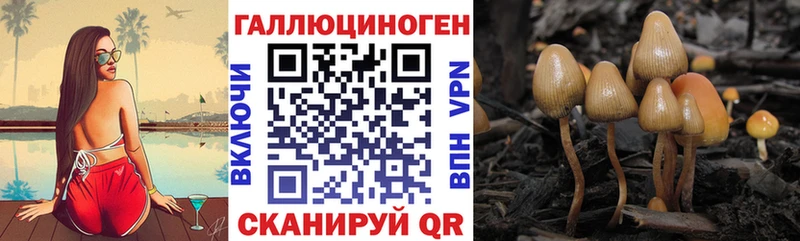 Псилоцибиновые грибы Psilocybe Воткинск
